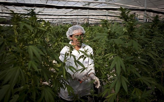 An Israeli woman works at the Tikkun Olam medical cannabis farm. (photo credit: AP)